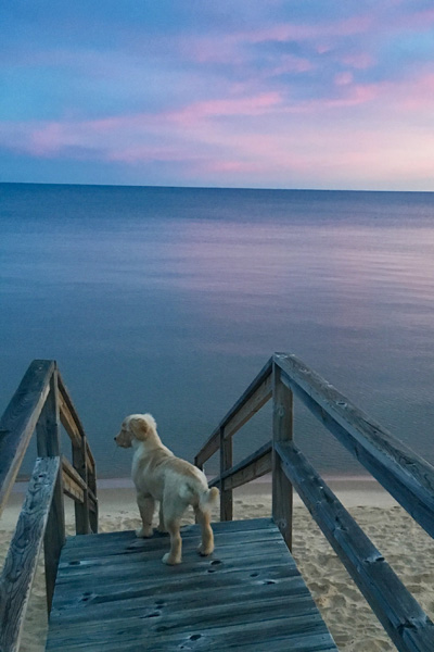 IMG_3355_Peyton on stairs_20x30-crop