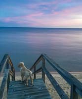 IMG_3355_Peyton on stairs_20x24-cropwider