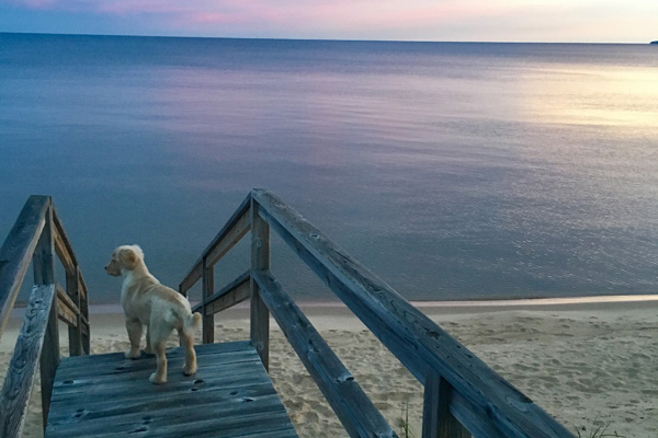 IMG_3355_Peyton on stairsS_20x30_web