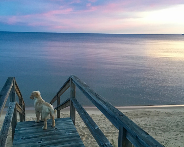 IMG_3355_Peyton on stairsS_24x30_web