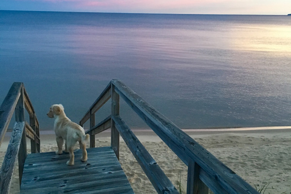 IMG_3355_Peyton on stairsS_24x36_web