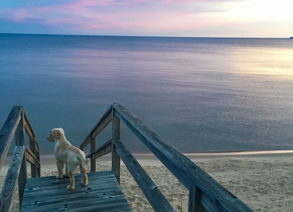 IMG_3355_Peyton on stairsS_26x36_web